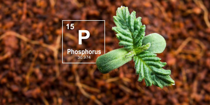 Dlaczego fosfor jest ważny w uprawie konopi