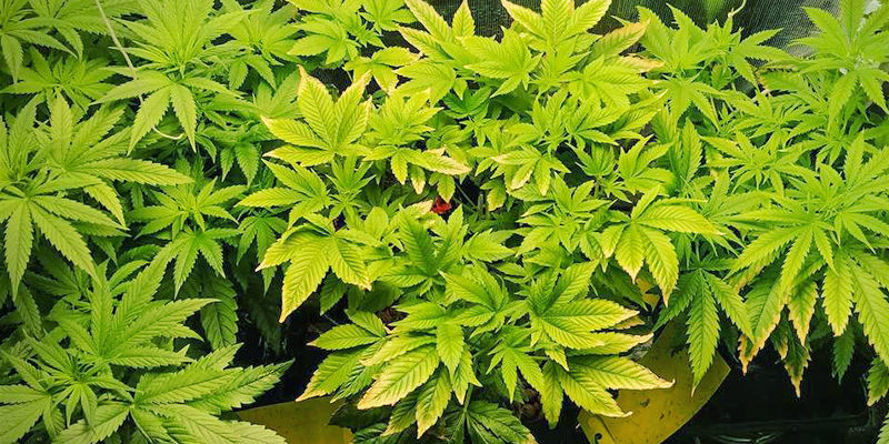 Jak rozpoznać niedobór cynku