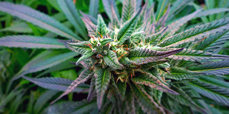 Nie pozwól, by niedobór żelaza zdefiniował Twoje rośliny Don't let an iron deficiency define your plants