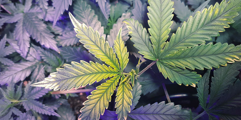 Jak rozpoznać niedobór żelaza Jak rozpoznać niedobór żelaza