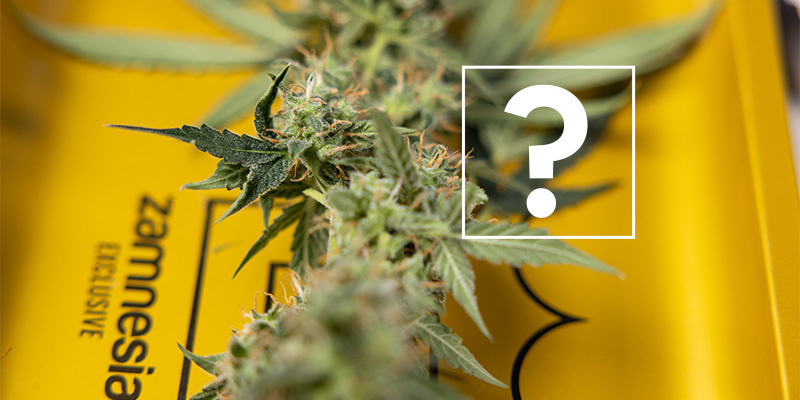 Can I still use affected plants or buds?