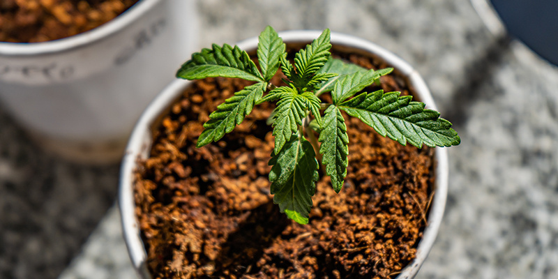 Najlepsze nawozy i harmonogram dokarmiania marihuany w kokosie