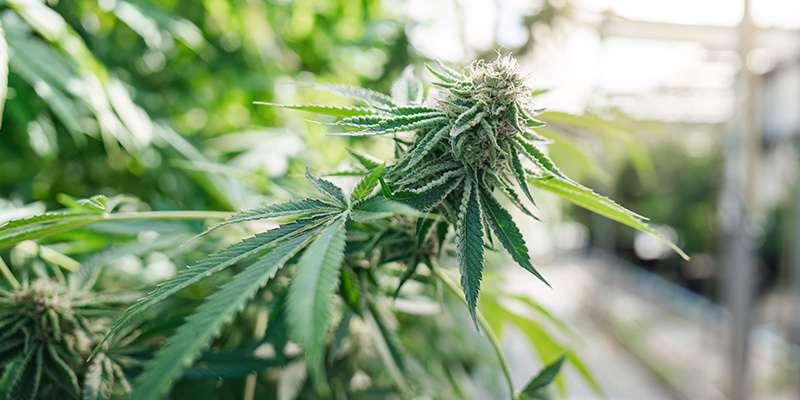 Włókno kokosowe: świetne podłoże do uprawy marihuany