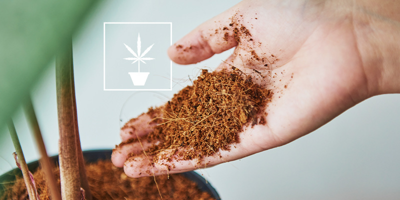 Everything you need to know about growing cannabis in coco coir 
