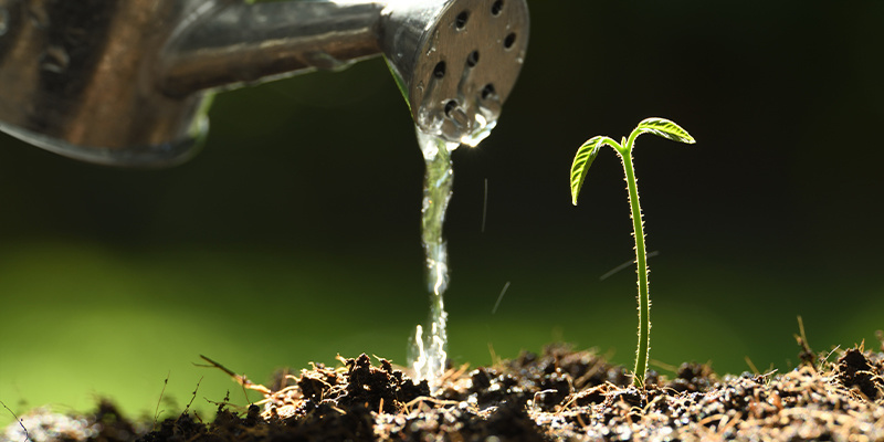 Podlewanie i kontrola pH w podłożu kokosowym