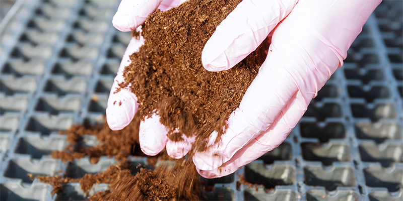 Jakie są wady uprawy marihuany w włóknie kokosowym?