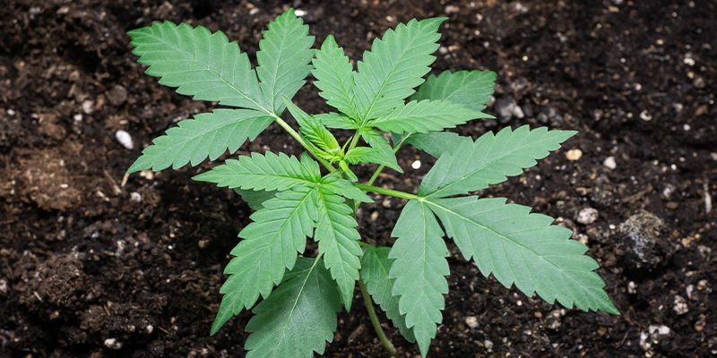 Jak zapobiegać niedoborom molibdenu