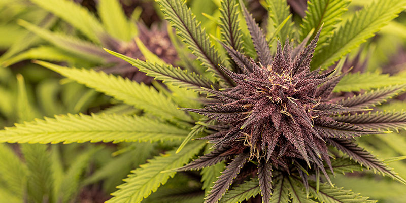 Pożegnaj niedobory molibdenu