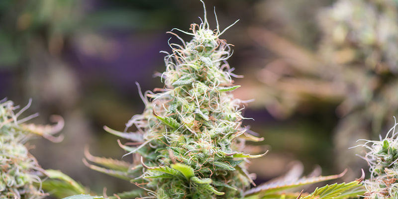 Niedobór boru w konopiach — najlepszą obroną jest atak