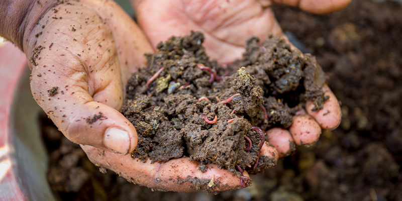 Jak zapobiegać niedoborowi boru
