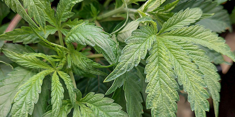 Jak rozpoznać niedobór boru