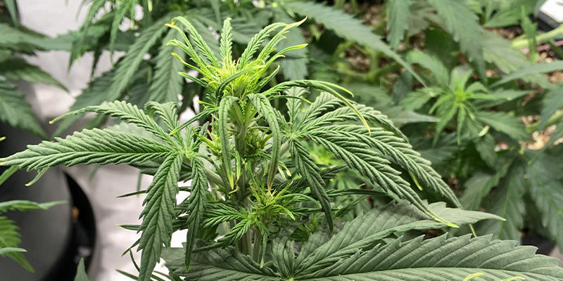 Co powoduje niedobór boru?