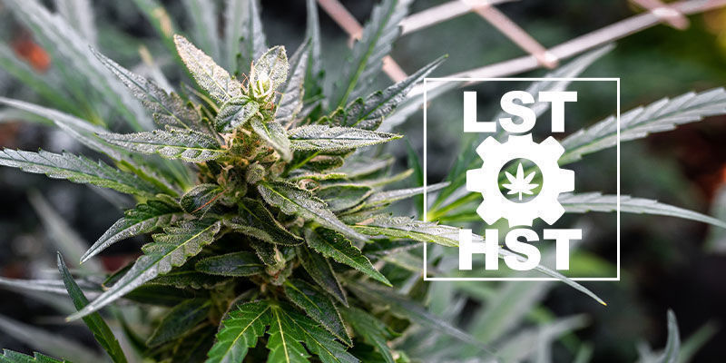 Jak trenować nasiona marihuany automaty