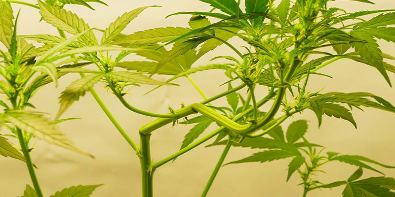 Jak trenować automaty: 2 metody