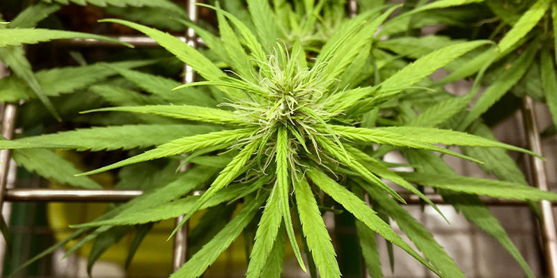 Inne przydatne techniki treningu dla automatów