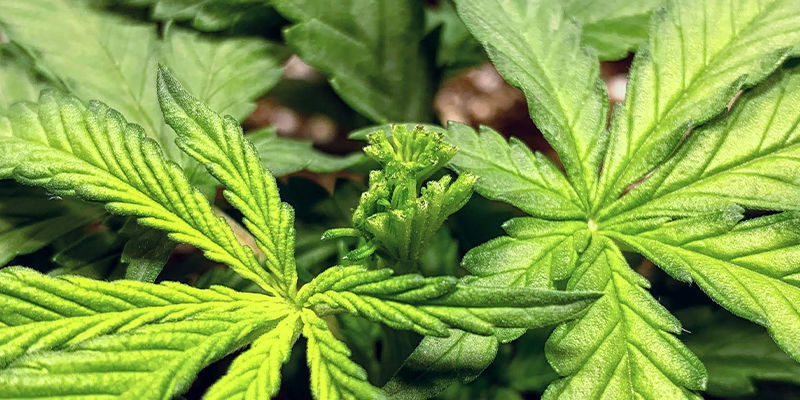 Trening automatów: to możliwe!