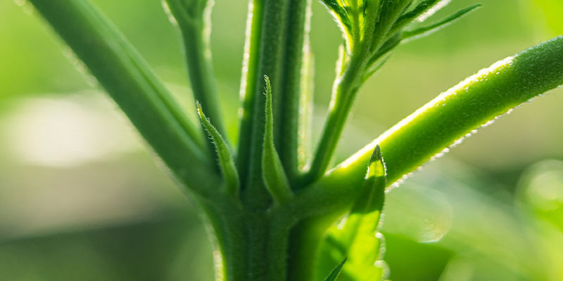 Kiedy trenować automaty