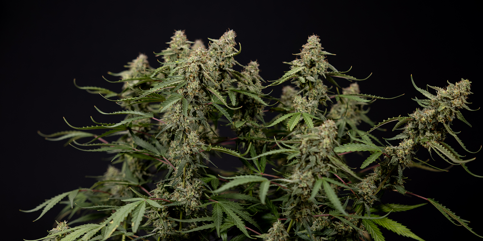 Czy można trenować konopie autoflowering? Czy można trenować konopie autoflowering?