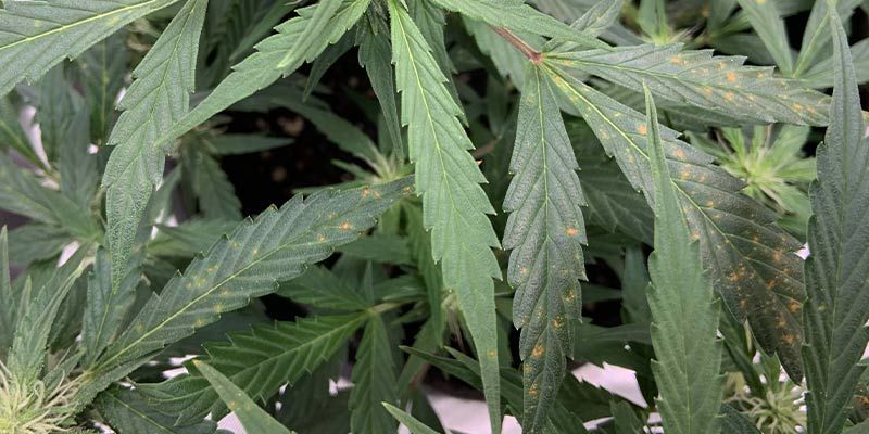 Objawy niedoboru wapnia