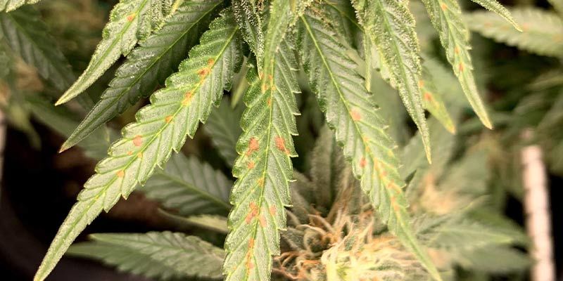 Objawy niedoboru wapnia