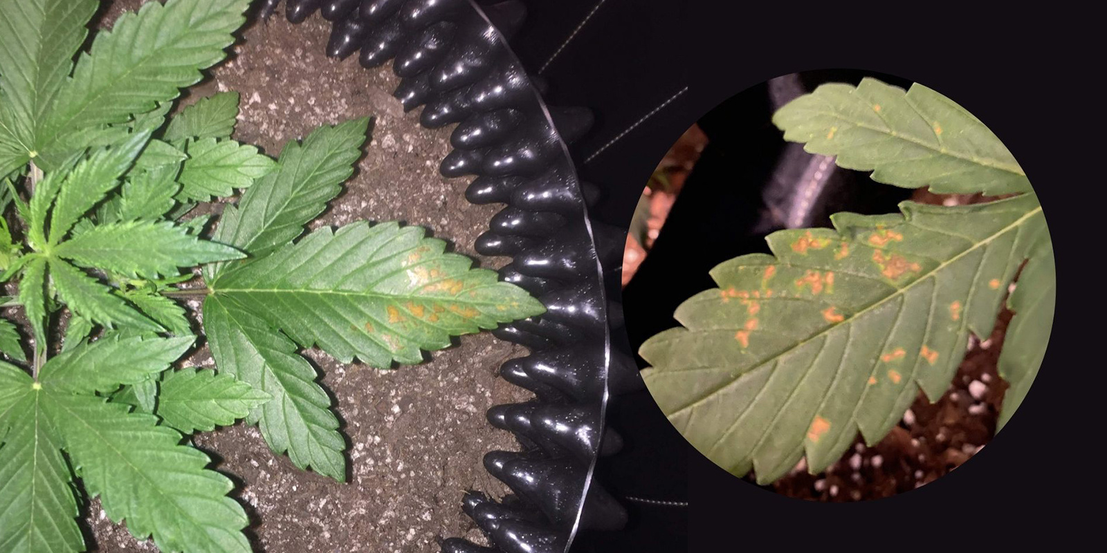 2. Wizualne potwierdzenie a inne niedobory