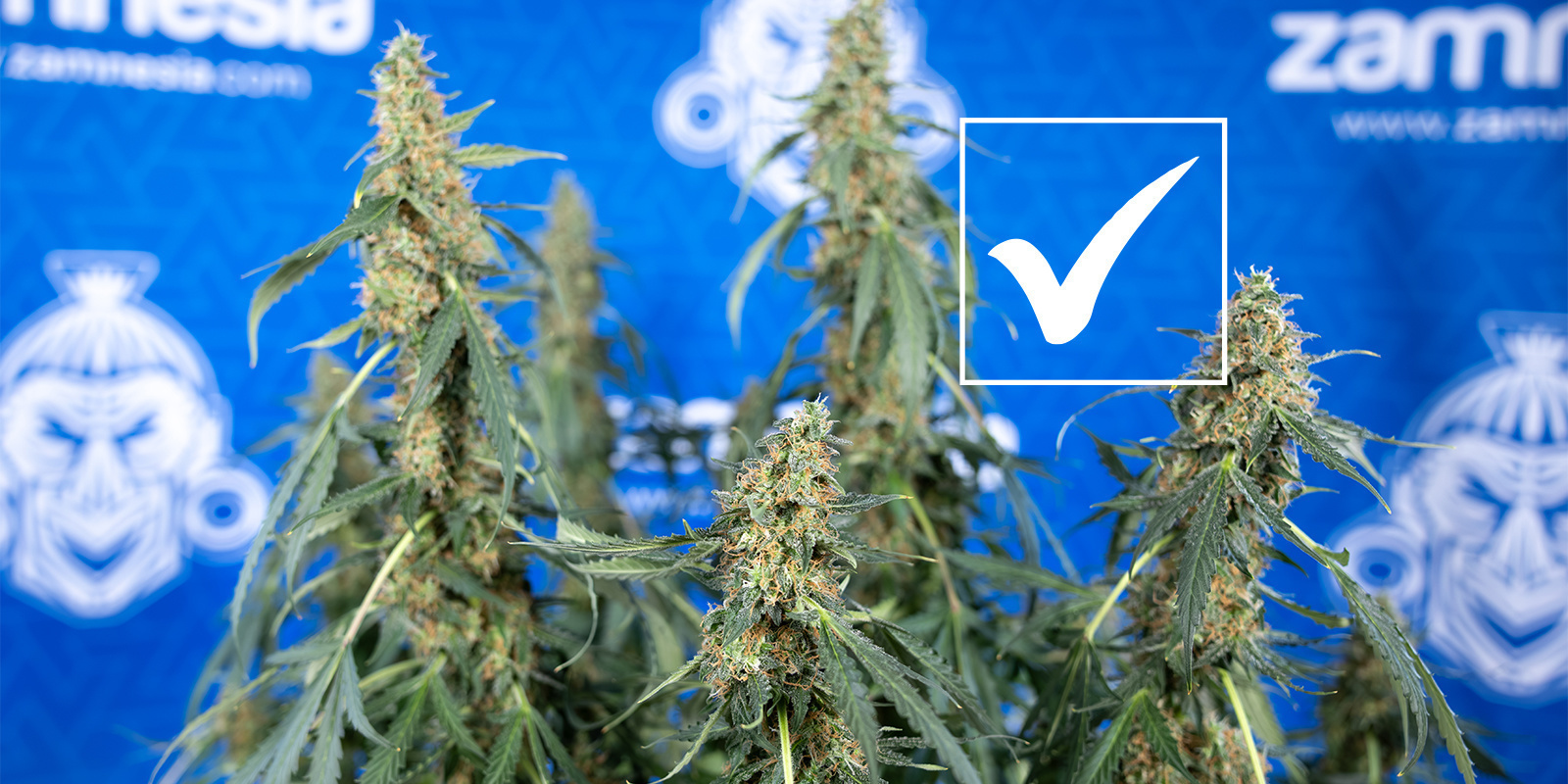 3. Use a process of elimination