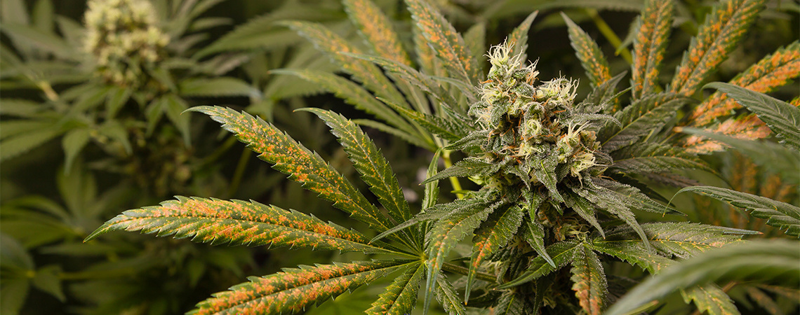 Niedobór wapnia w roślinach konopi