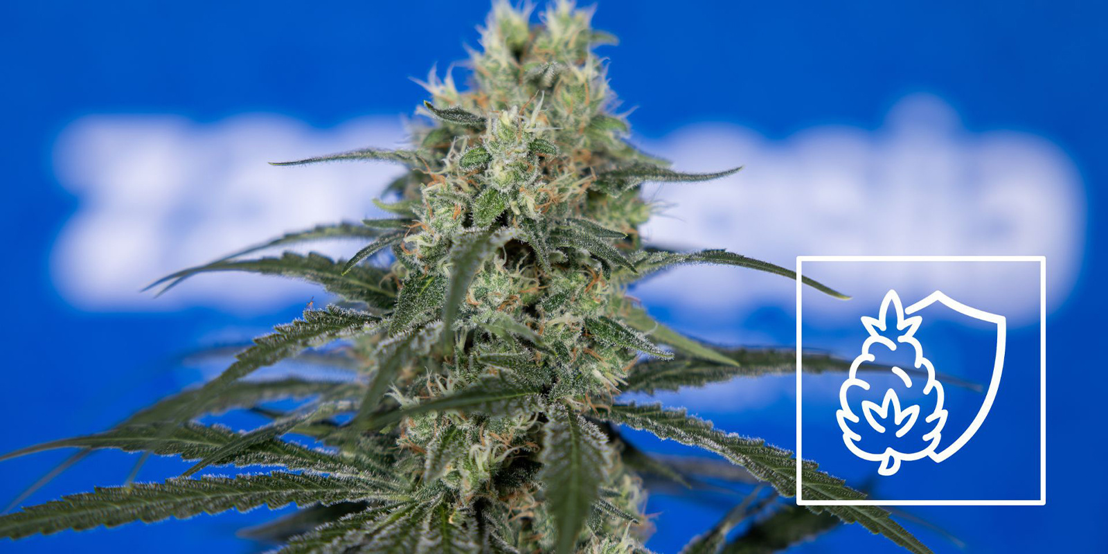 Wapń: klucz do dużych topów