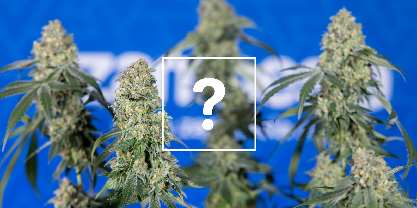 Czy nadal mogę używać zaatakowanych roślin lub topów?