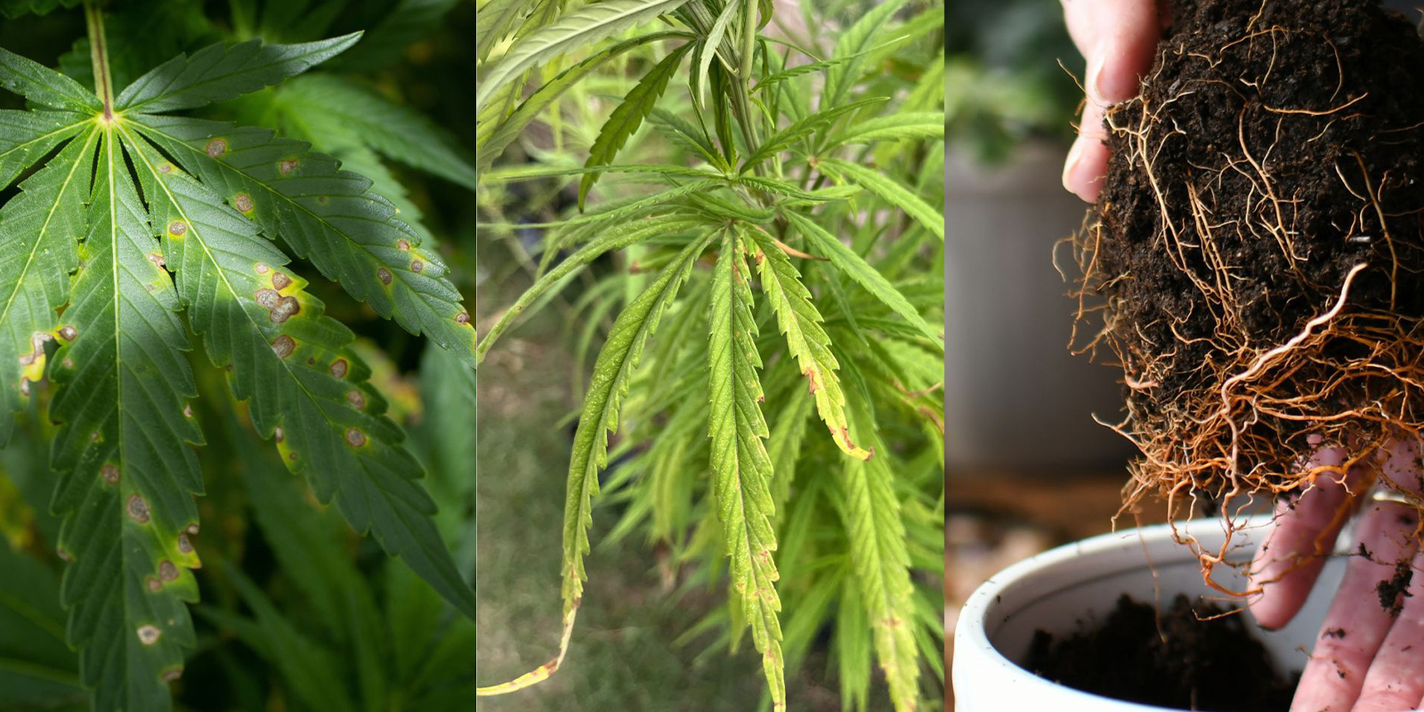 Wczesne, typowe objawy