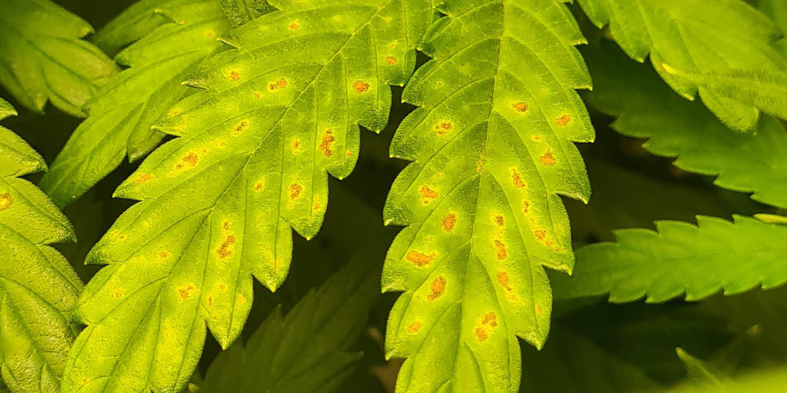 Early symptoms of calcium deficiency