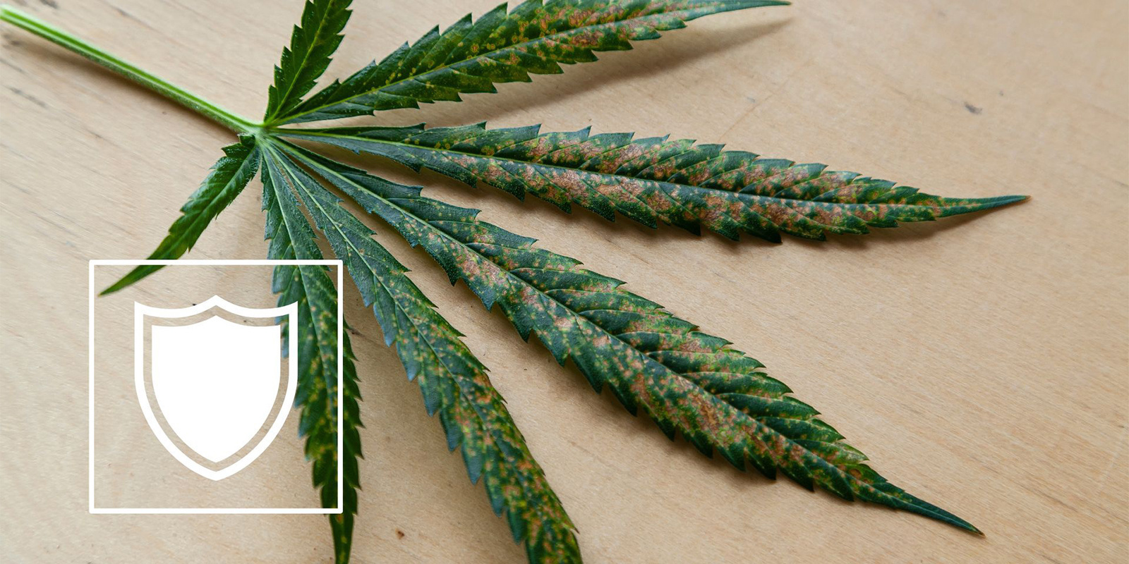 Jak zapobiegać niedoborom wapnia w roślinach konopi