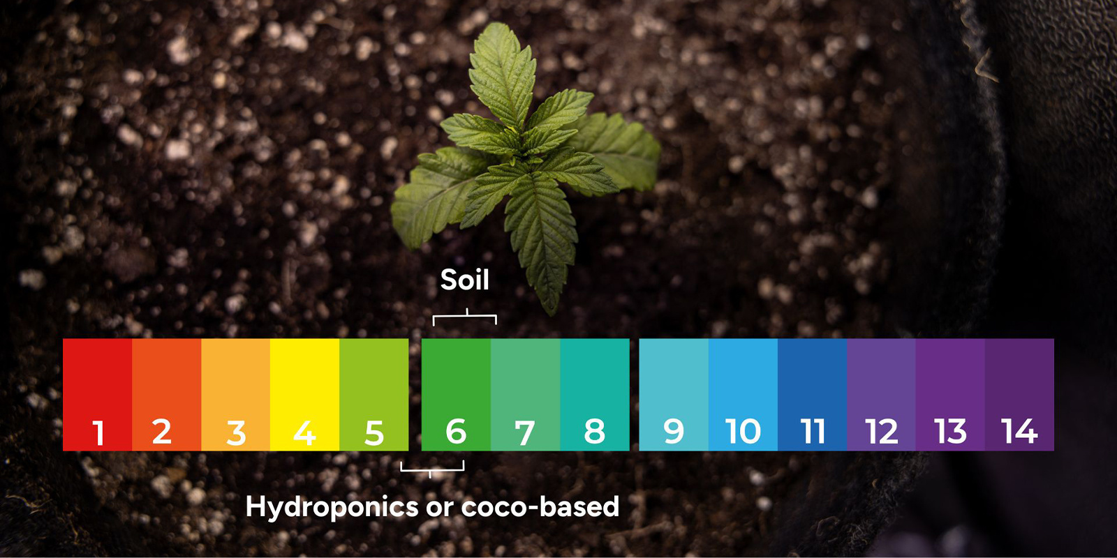 1. Rule out pH imbalance and nutrient lockout