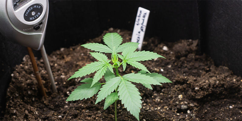 Jak zapobiec niedoborowi miedzi