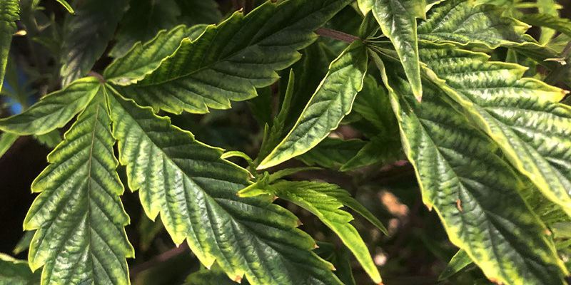 Jak rozpoznać niedobór miedzi