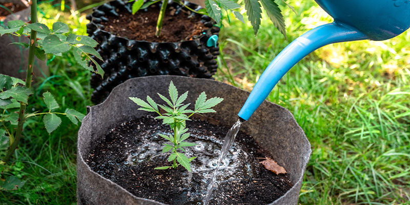 Co powoduje niedobór miedzi?