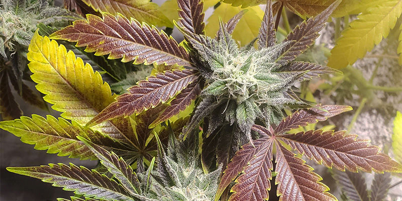 Jak wygląda niedobór miedzi w konopiach