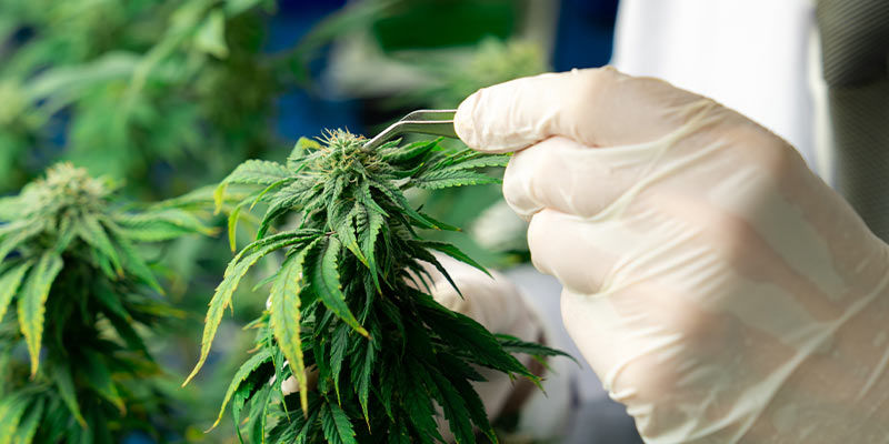 Jak zwalczać roztocza szerokie