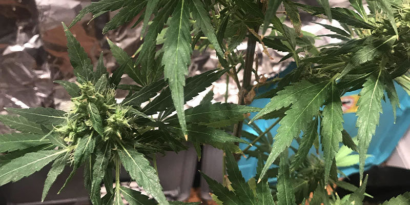 Czym są roztocza szerokie?