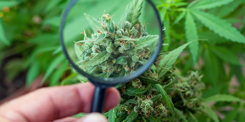 Croptober – przy zbiorach liczy się przede wszystkim czas