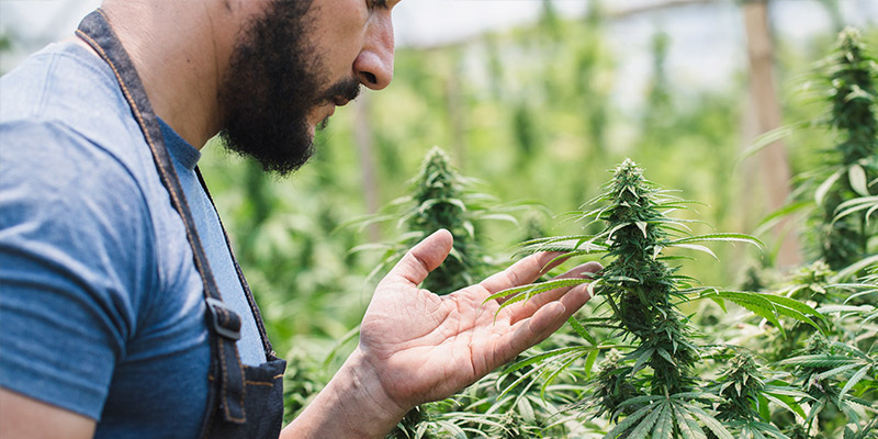 Znaczenie Croptober dla hodowców konopi