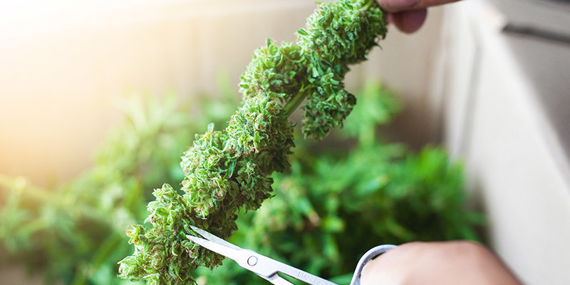 Przycinanie, suszenie i curing: ostatnie etapy po Croptober