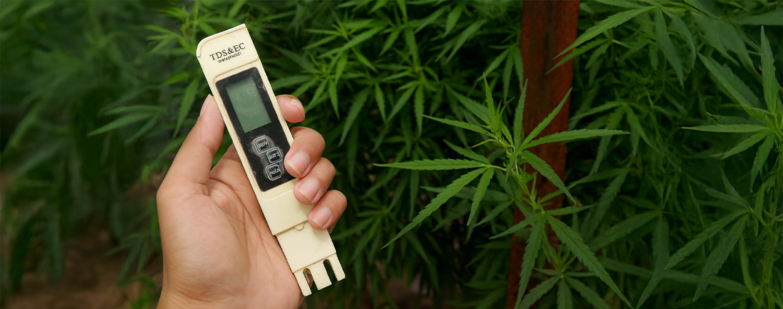 Najlepsze EC dla marihuany