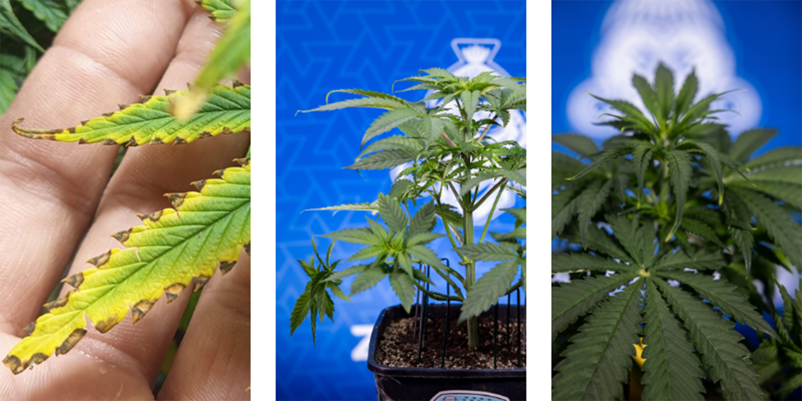 Oznaki przekarmienia roślin