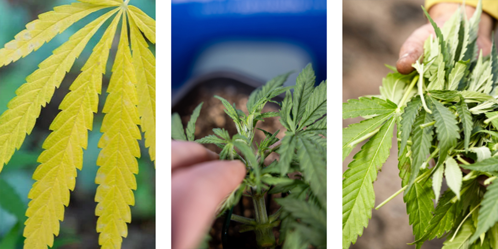 Oznaki niedożywienia roślin