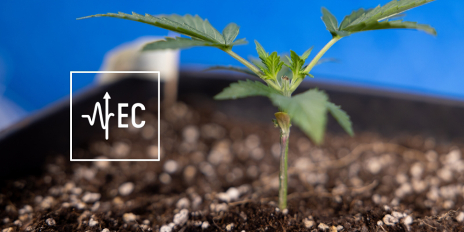 Czym jest EC i dlaczego ma znaczenie?