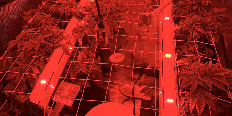 Najlepsze rodzaje oświetlenia do stosowania wewnątrz korony roślin