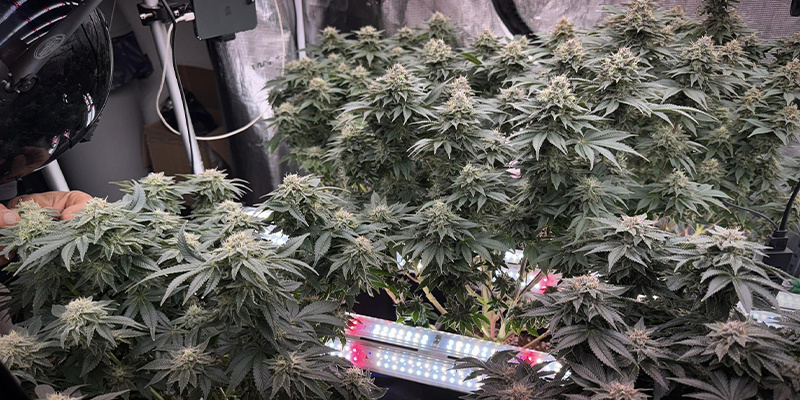 How to implement intercanopy lighting in your cannabis grow room