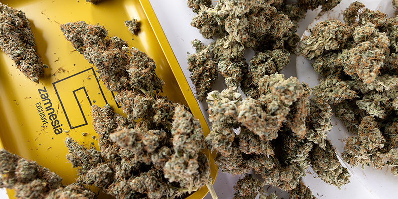 Zwiększa przychody z tej samej powierzchni uprawnej