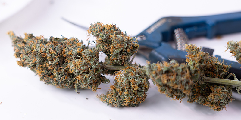 Zwiększa plon i jakość kwiatów